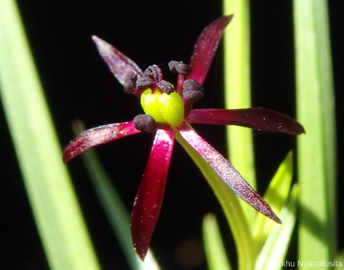 Iphigenia indica (L.) A.Gray ex Kunth